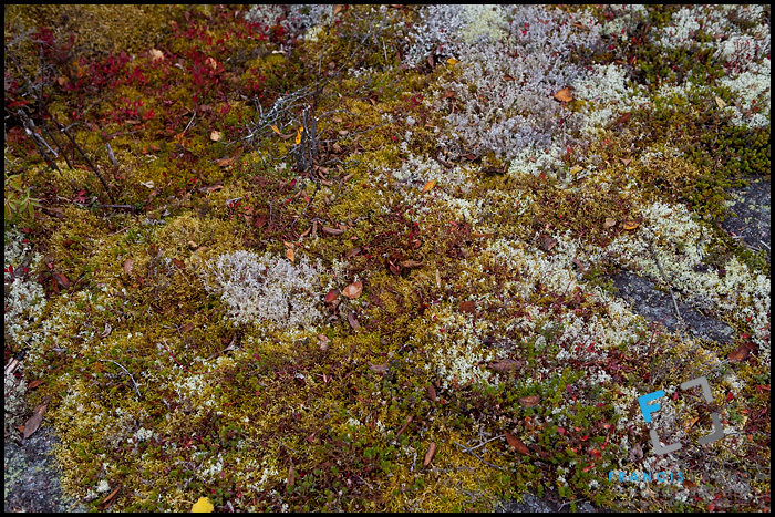 Fruticose lichens